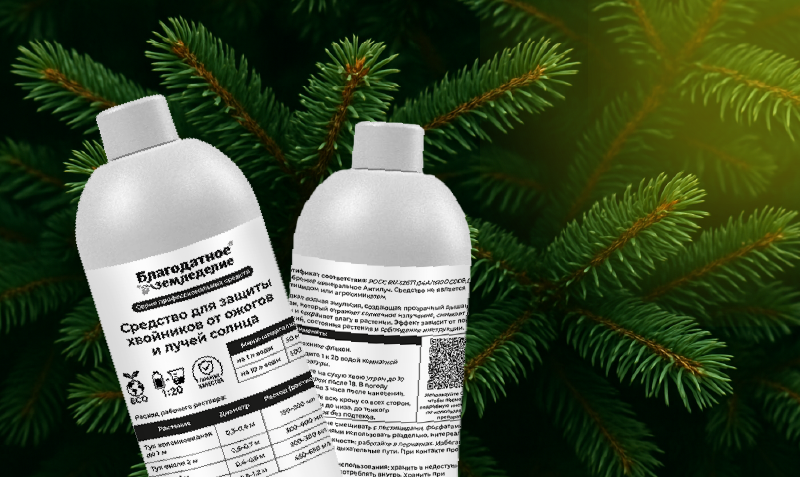 Лучшее средство для защиты хвойников от ожогов и солнца
