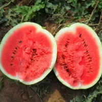 Арбуз АУ Продюссер 500 гр Поиск