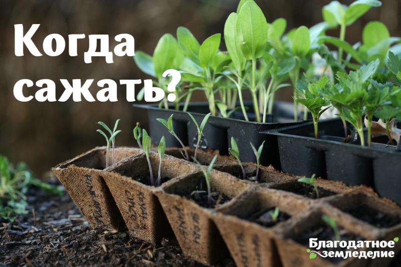 Посадка рассады