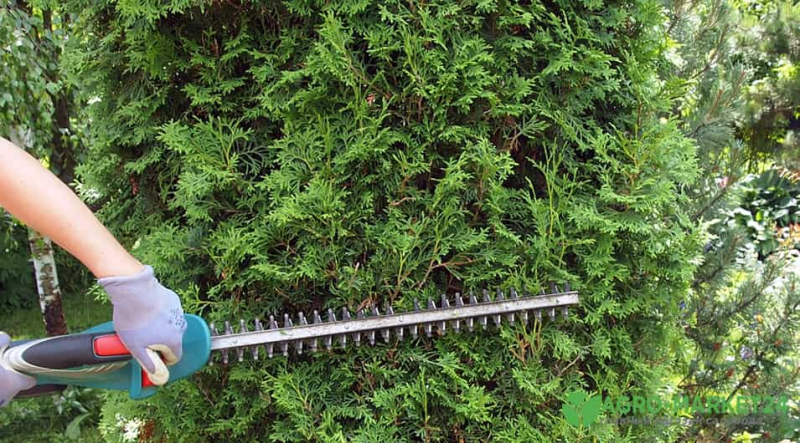 Что делать с туями осенью: 5 обязательных процедур для успешной зимовки