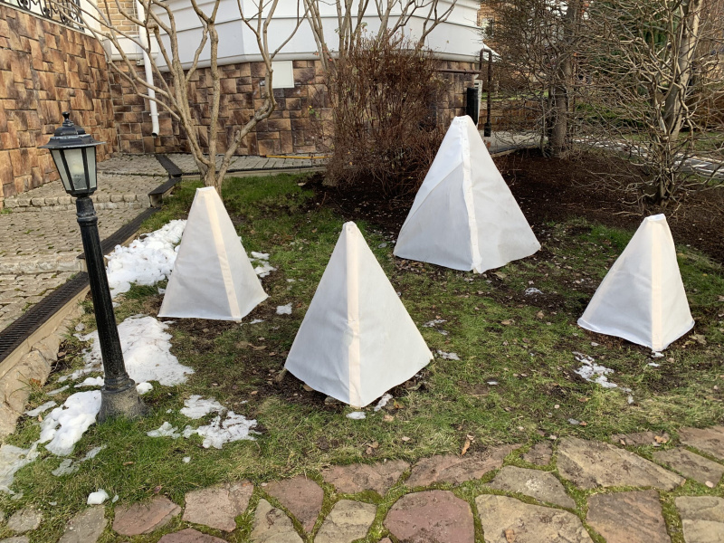 Чем укрыть рододендроны на зиму?