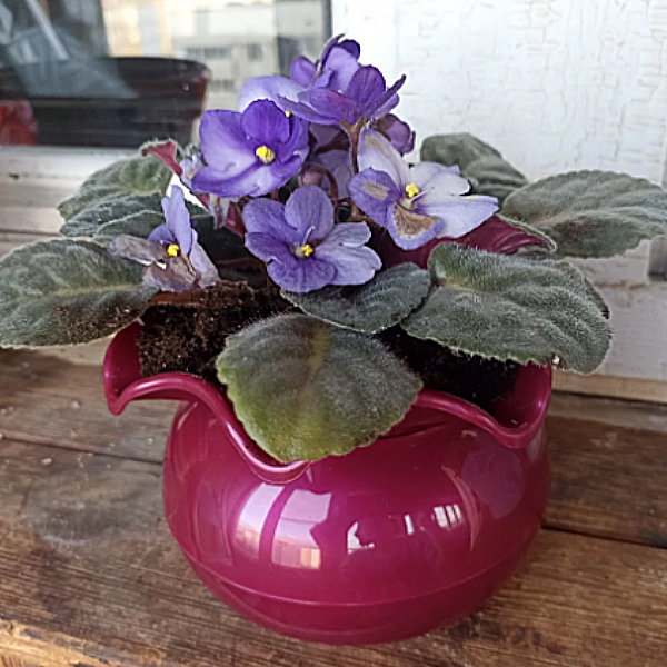 Горшок Аленький цветочек 0,3 л ПИ-20-2ТХ красный перламутр