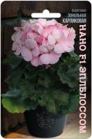 Семена Пеларгония карликовая Нано F1 Эплблоссом Биотехника