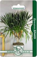 Семена Драцена Драко комнатное Биотехника