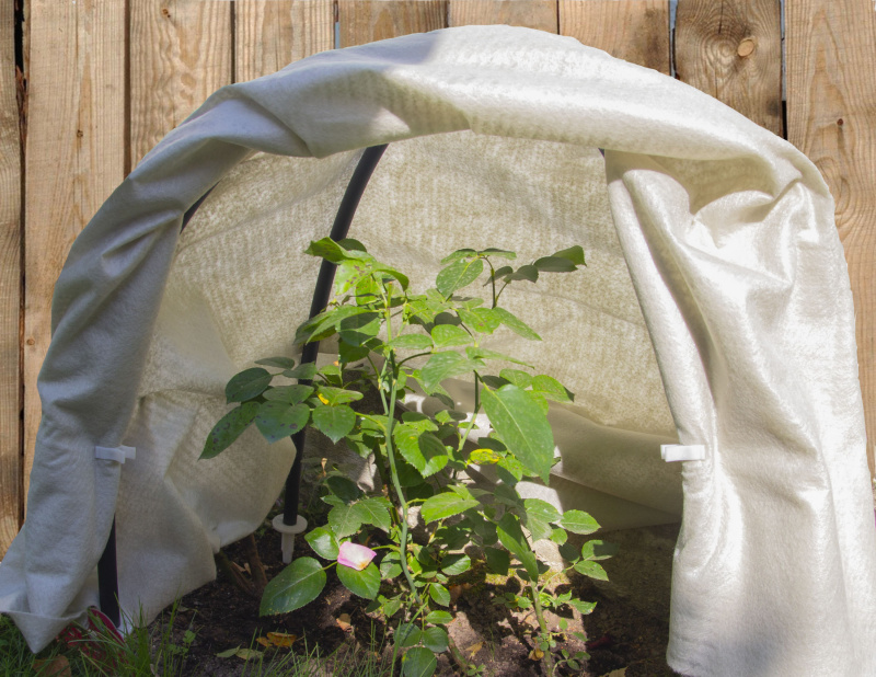 Чем укрыть розы зимой?