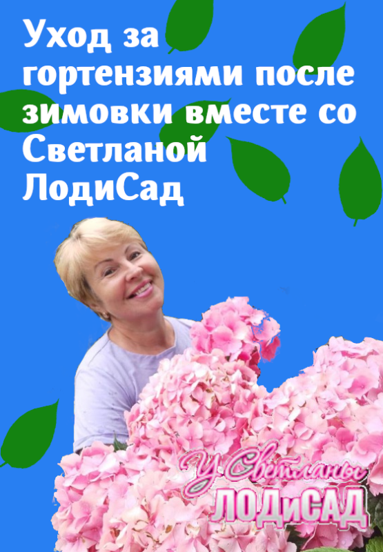 Уход за гортензиями Уход за гортензиями
