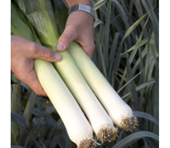 Лук порей Форрест, 10 000 шт, БЕЙО