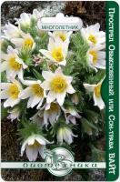 Семена Прострел обыкновенный (сон-трава) Вайт Биотехника