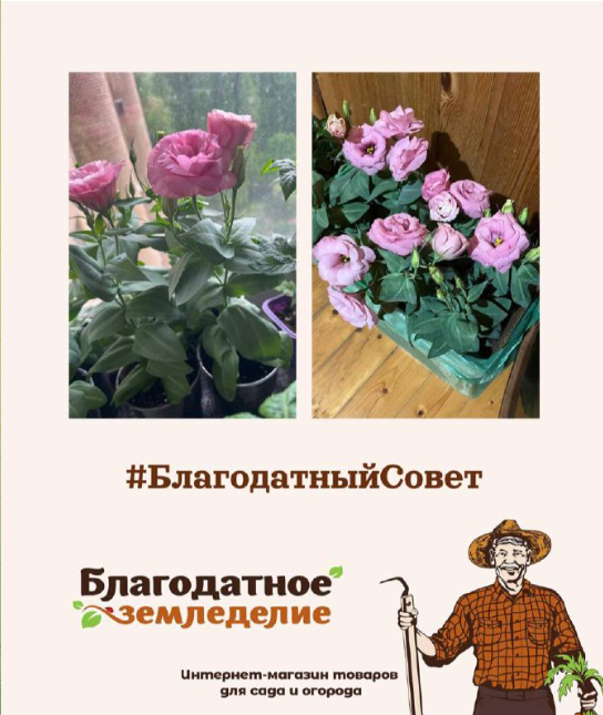 Благодатный совет