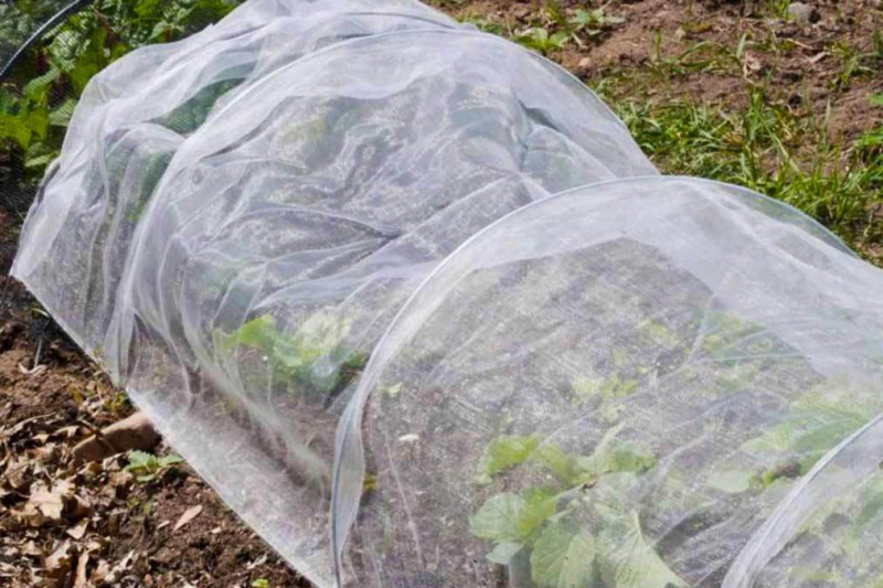 Чем укрыть клубнику и землянику зимой?