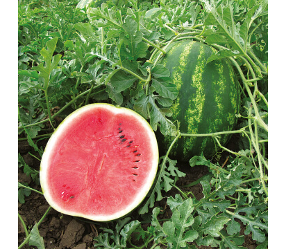 Арбуз Талисман F1, 1 000 шт, NUN