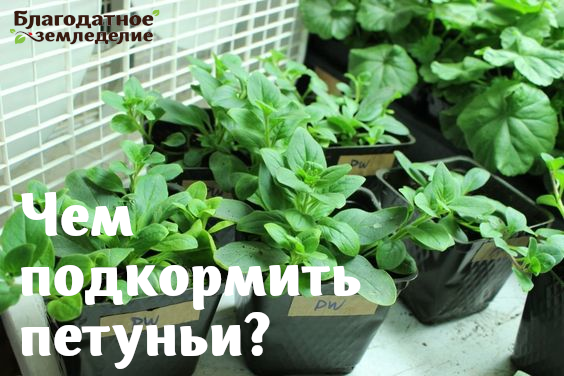 Подборка для Петуньи