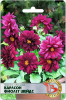 Семена Георгины гибридные Карлсон Фиолет Шейдс Биотехника