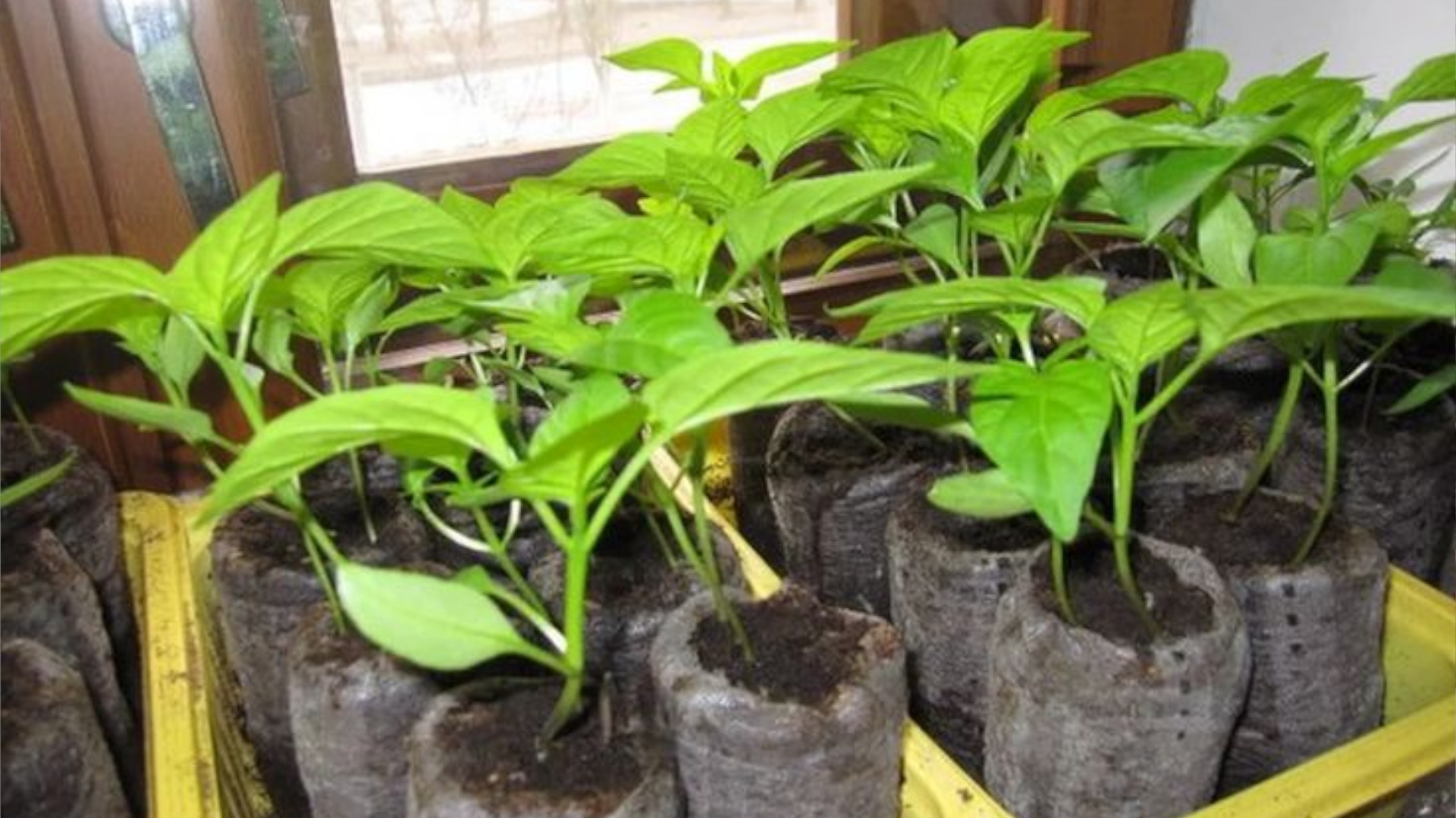 Мощная корневая система, готовая к высадке в теплицу. Мощная корневая система, готовая к высадке в теплицу.