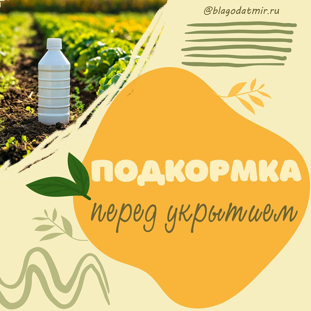 Подкормка перед укрытием.jpg Подкормка перед укрытием.jpg