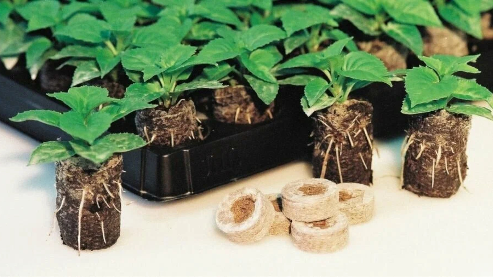 Корневая система развивается без ограничений. Корневая система развивается без ограничений.