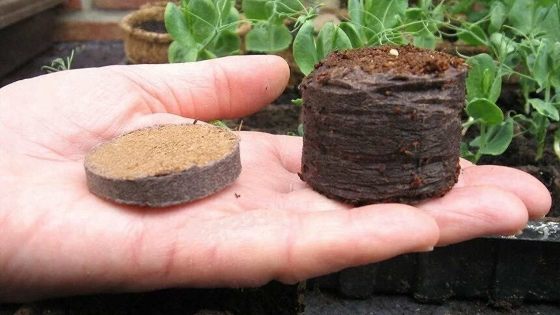 До и после замачивания — таблетка увеличивается в высоту в 5-7 раз. До и после замачивания — таблетка увеличивается в высоту в 5-7 раз.