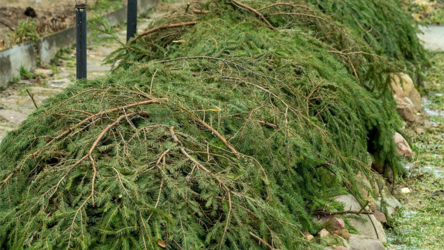 Лапник укладывают иголками вниз, создавая воздушную прослойку. Лапник укладывают иголками вниз, создавая воздушную прослойку.