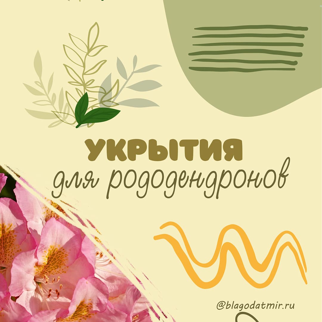 Укрытия для рододендронов.jpg Укрытия для рододендронов.jpg