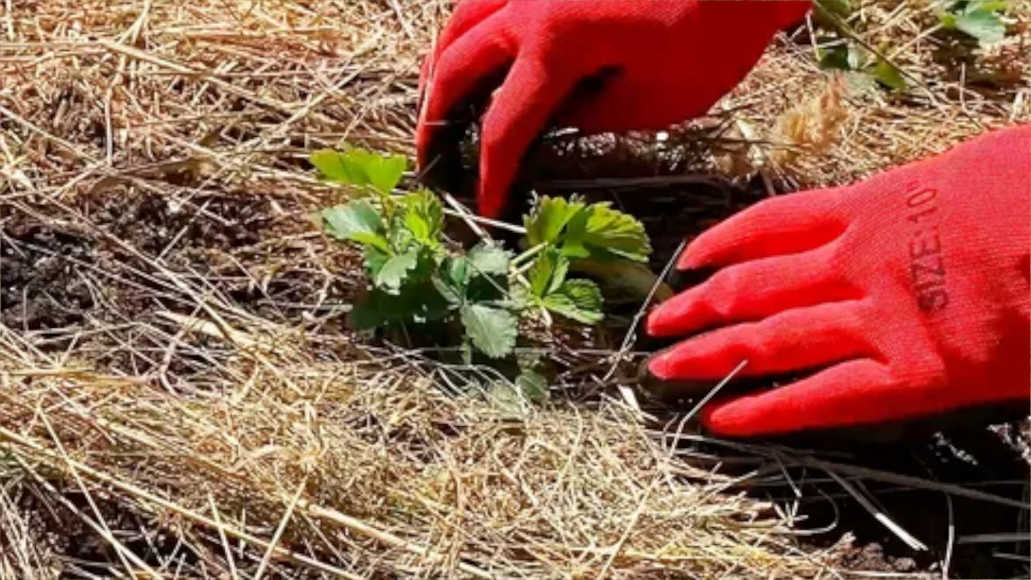 Мульчирование - первый этап подготовки к укрытию. Мульчирование - первый этап подготовки к укрытию.