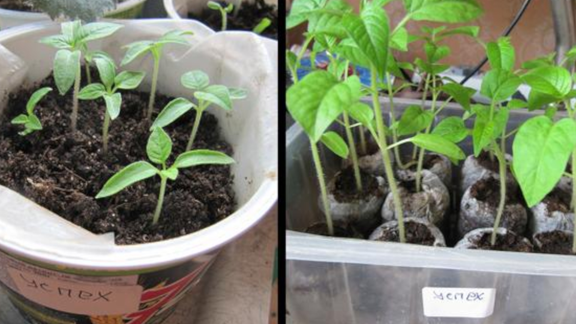 Разница в развитии корневой системы через 3 недели после посева. Разница в развитии корневой системы через 3 недели после посева.