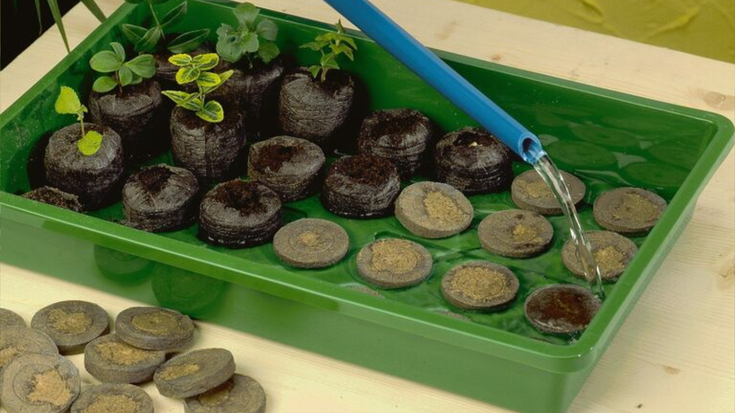 Цикл использования торфяных таблеток от посева до пересадки.