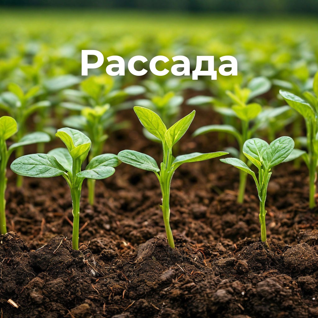 Рассада.jpg Рассада.jpg