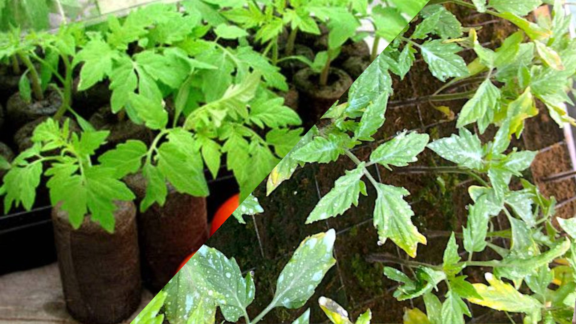 Подпись: Слева — правильный уход, справа — последствия перелива. Подпись: Слева — правильный уход, справа — последствия перелива.