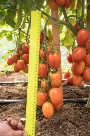 Семена Томат Пламя F1 10 шт Партнер