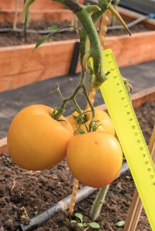 Семена Томат Желтая Империя F1 10 шт Партнер, 2 шт