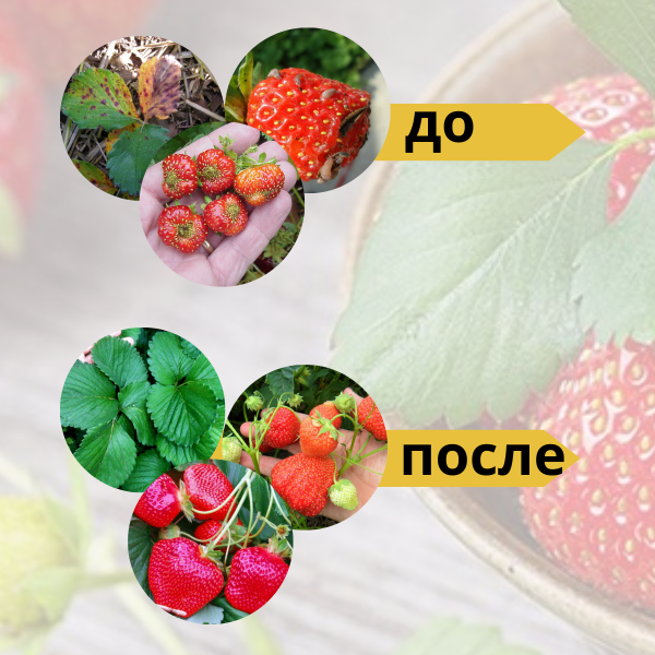 Удобрение Микорад NEMATO 3.1 Пециломикоз от нематоды стимулятор роста растений 50 г, 2 шт