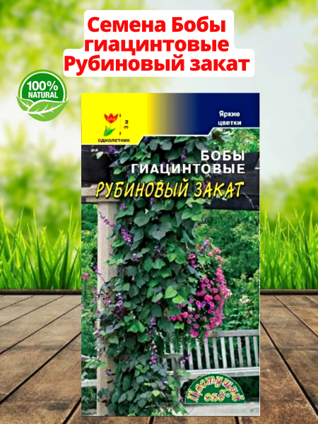 Семена Бобы гиацинтовые Рубиновый закат Цветущий сад Семена Бобы гиацинтовые Рубиновый закат Цветущий сад