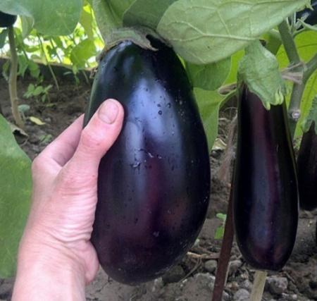 Семена Баклажан Эпик F1 10 шт Партнер, 2 шт