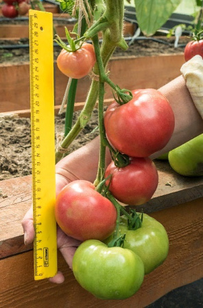 Семена Томат Эволюция F1 10 шт Партнер