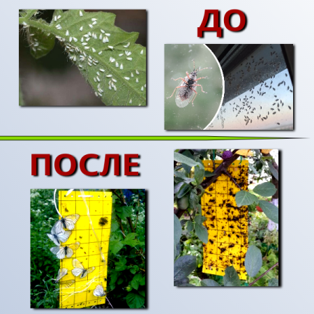 Ловушка клеевая от садовых вредителей Argus 5 шт