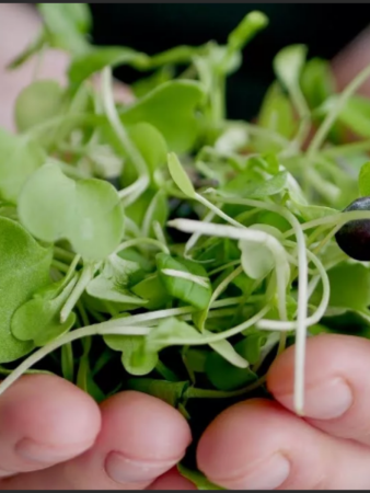 Проращиватель Моя микрозелень