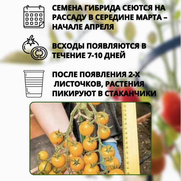 Семена Томат Черри Краски F1 5 шт Партнер