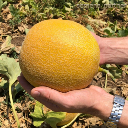 Семена Дыня Амина F1 5 шт Партнер