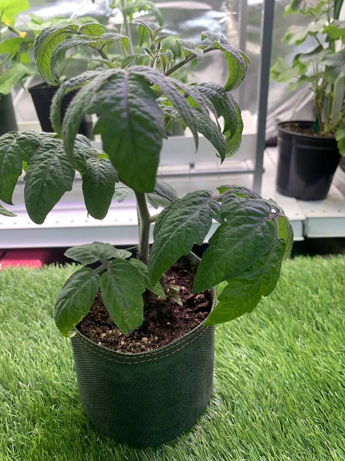 Свежая живая рассада для выращивания на подоконнике - уже в продаже!