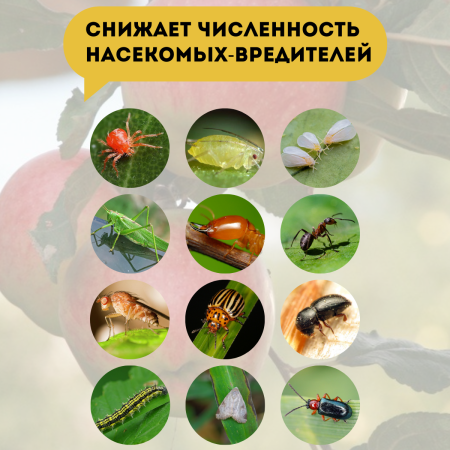 Удобрение Микорад INSEKTO 1,2 Боверин инсектицид для растений 50 г