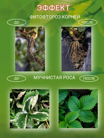 Средство Алирин Б фунгицид от гнилей черной ножки мучнистой росы фитофтороза 20 таблеток 3 уп