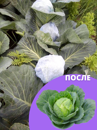 Шапочка с УФ для капусты 20 шт