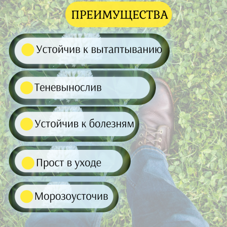 Сидерат Клевер ползучий белый 100 г Сидерат Клевер ползучий белый 100 г