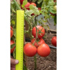 Семена Томат Верочка F1 0,1 гр Партнер, 2 шт