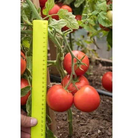 Семена Томат Верочка F1 0,1 гр Партнер, 2 шт