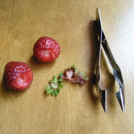 Щипцы LISTOK для удаления плодоножки у ягод