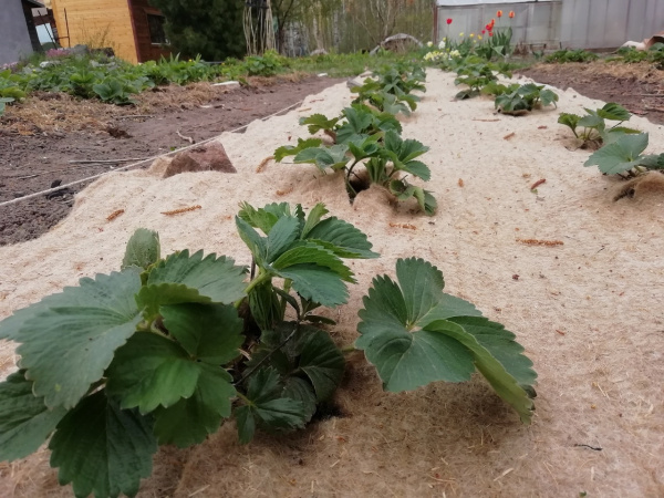 Агрополотно льняное Укрывайка 1 х 1,4 м, 3 шт Благодатное Земледелие