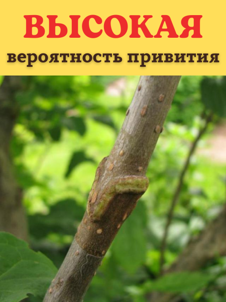 Лента прививочная 160 м, зеленая Лента прививочная 160 м, зеленая