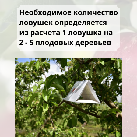 Феромонная ловушка от яблонной плодожорки