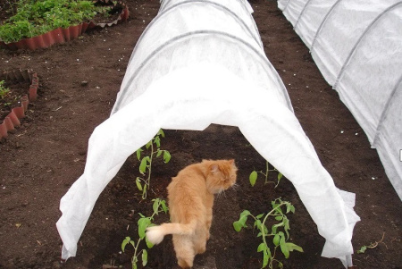 Парник Боровик 6 метров